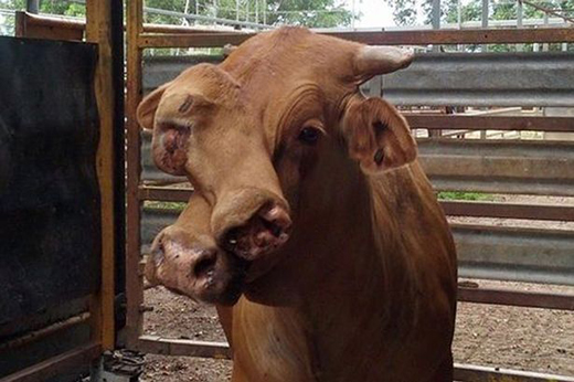 Two-headed-cow.